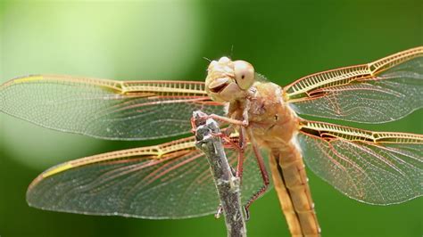 Dragonfly Dance 